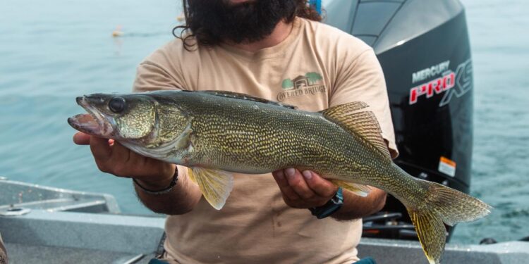 Walleye Fishing: The Complete Guide (Updated 2023)